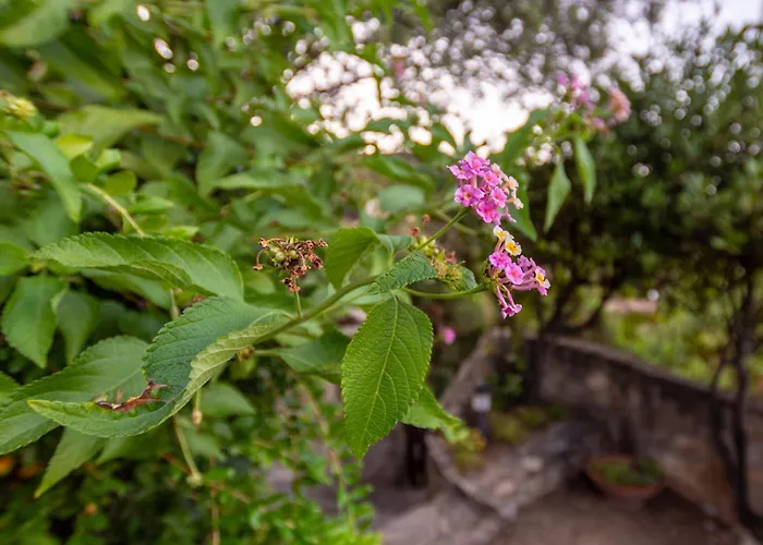 Asfodeli アパート *